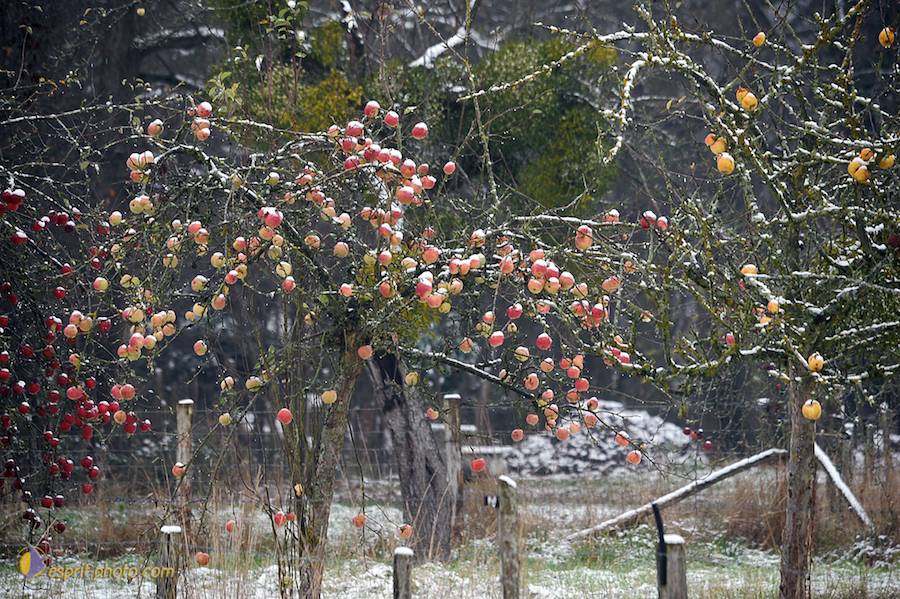 Nom de l'image : D30038081_1_(c)Norbert-JUNG — Description :